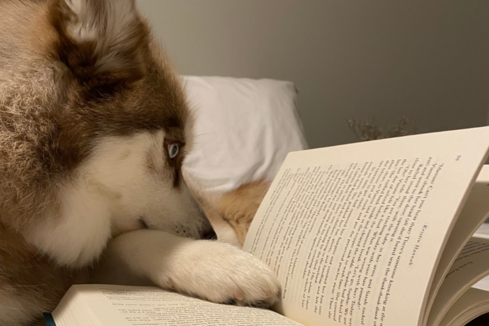 Cleo reading in bed