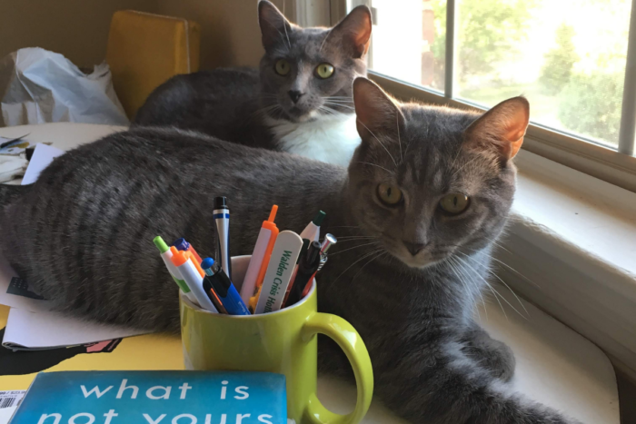 double cats reading on a desk